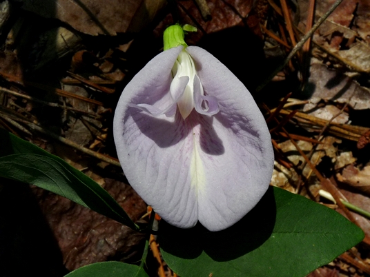 {Clitoria mariana}